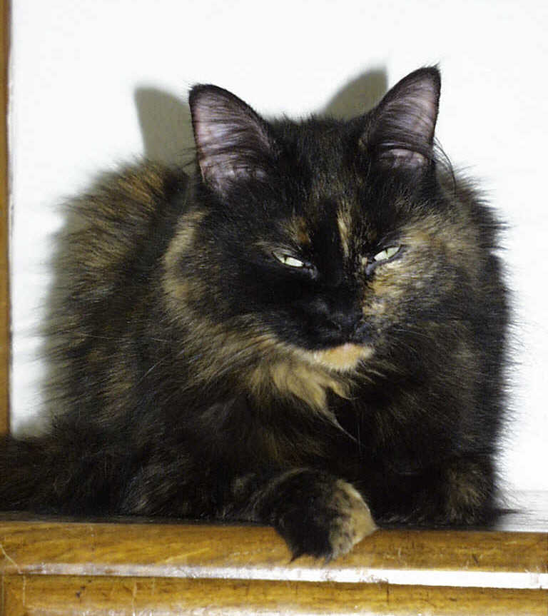 lilly3.jpg